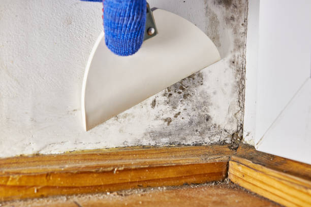 Best Black Mold Removal  in Banner Hill, TN
