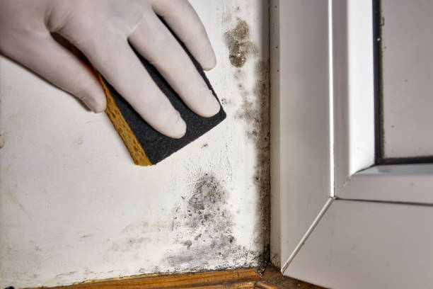 Best Mold Documentation for Insurance Claims  in Banner Hill, TN